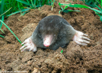 Comment arrive une taupe dans un jardin ?