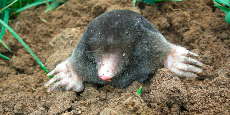 Comment arrive une taupe dans un jardin ?