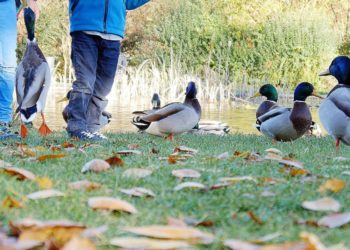 Pourquoi il ne faut pas donner du pain aux canards ?