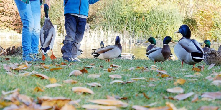 Pourquoi il ne faut pas donner du pain aux canards ?
