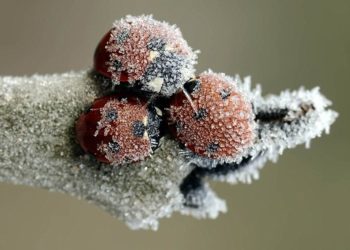 Où vivent les coccinelles en hiver ?