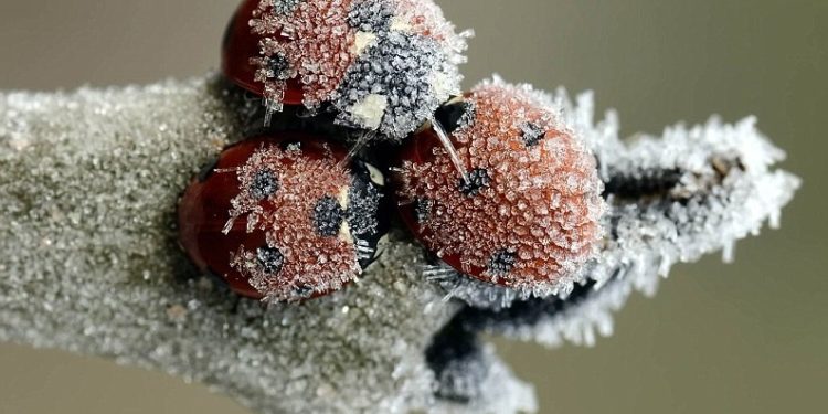 Où vivent les coccinelles en hiver ?