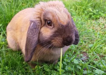 Est-ce que les coccinelles peuvent manger de l'herbe ?