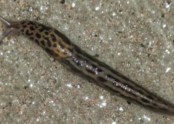 Est-ce que les merles mangent les limaces ?