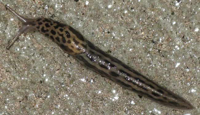 Est-ce que les merles mangent les limaces ?