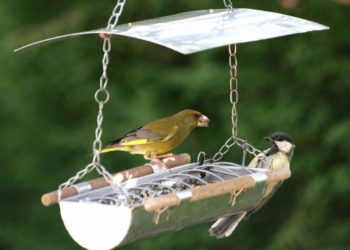 Comment nourrir les moineaux en hiver ?