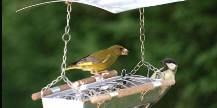 Comment nourrir les moineaux en hiver ?