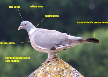 Où mettre un pigeon blessé ?