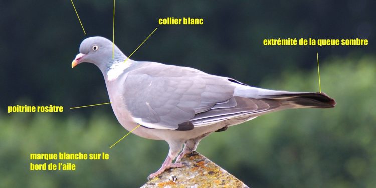 Où mettre un pigeon blessé ?
