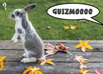 Comment faire pour que son lapin reconnaisse son nom ?