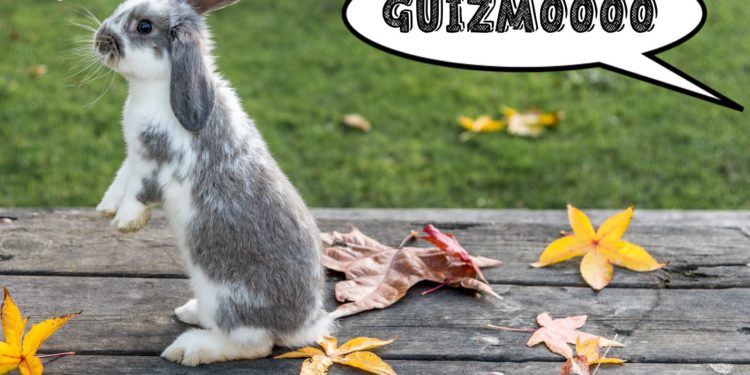 Comment faire pour que son lapin reconnaisse son nom ?