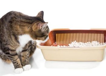 Comment attirer un chat dans une trappe ?