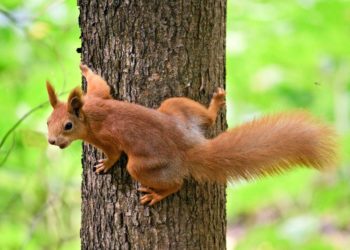 Comment attirer un écureuil dans une cage ?