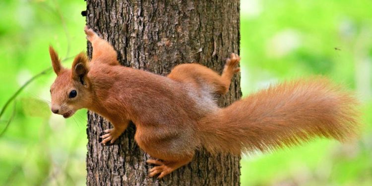 Comment attirer un écureuil dans une cage ?