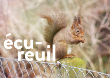 Comment faire venir les écureuils ?