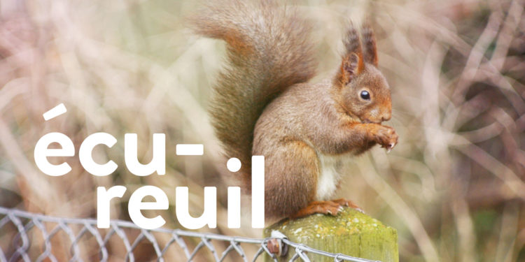 Comment faire venir les écureuils ?