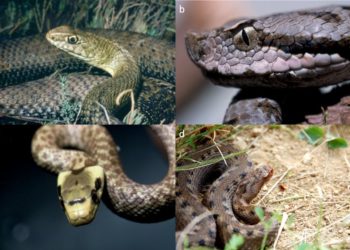 Quelle est la taille d'une couleuvre adulte ?