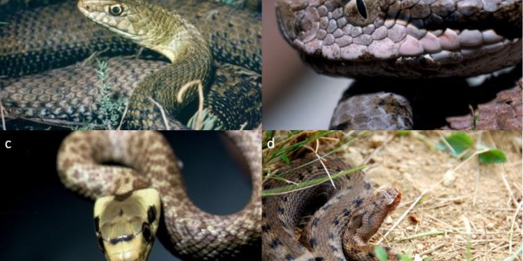 Quelle est la taille d'une couleuvre adulte ?