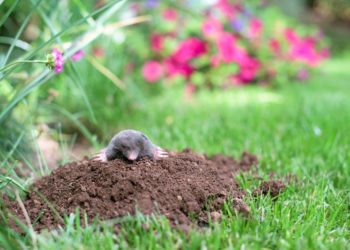 Comment se débarrasser de la taupe dans le potager ?