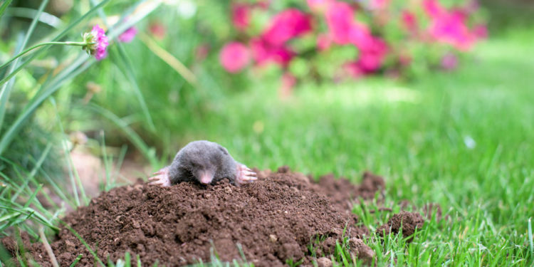 Comment se débarrasser de la taupe dans le potager ?