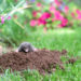 Comment se débarrasser de la taupe dans le potager ?