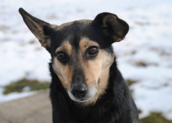 Comment faire reconnaître une race de chien ?