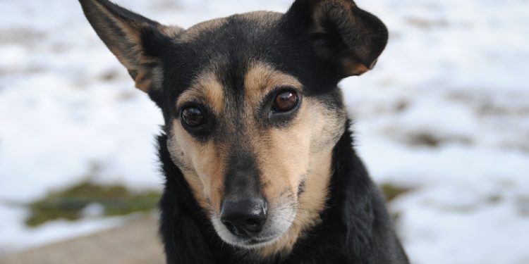 Comment faire reconnaître une race de chien ?