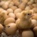 Pourquoi on tue les poussins mâles ?