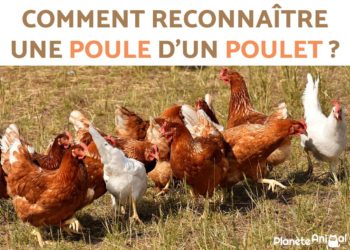 Comment savoir si c'est un coq ou une poule ?