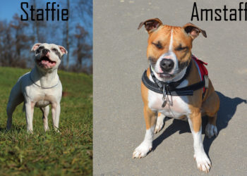 Quelle est la différence entre un pitbull et un American Bully ?