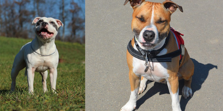 Quelle est la différence entre un pitbull et un American Bully ?