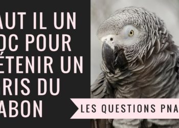 Comment obtenir un certificat de capacité pour perroquet ?