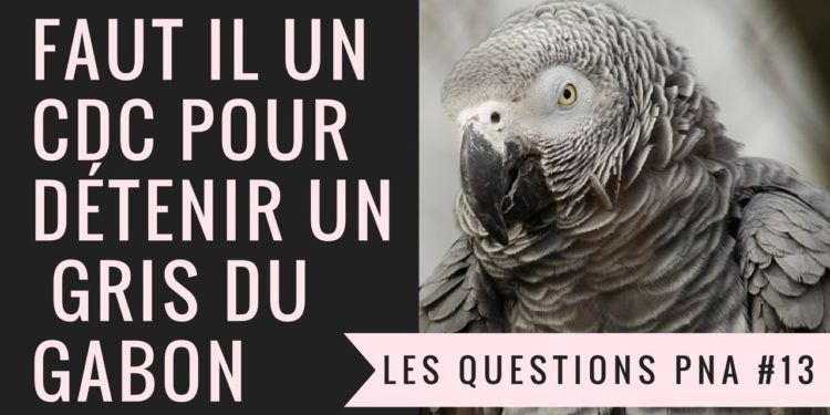 Comment obtenir un certificat de capacité pour perroquet ?