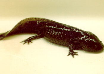 Comment rendre un axolotl terrestre ?