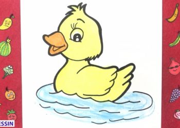 Comment avoir un canard ?