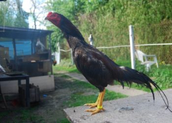 Quelle est la meilleure race de coq de combat ?