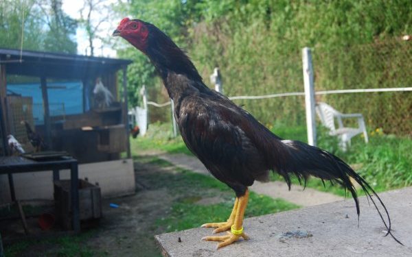 Quelle est la meilleure race de coq de combat ?