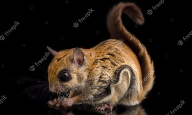 Comment avoir un écureuil volant ?