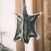 Comment obtenir un phalanger volant ?