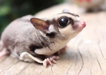 Comment nourrir un phalanger volant ?