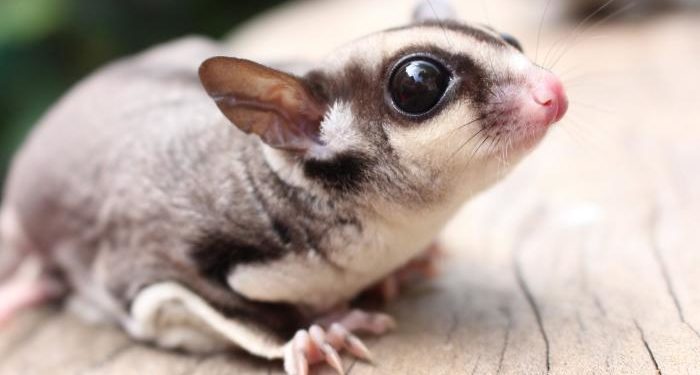 Comment nourrir un phalanger volant ?