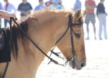 Comment décontracter la bouche de son cheval ?