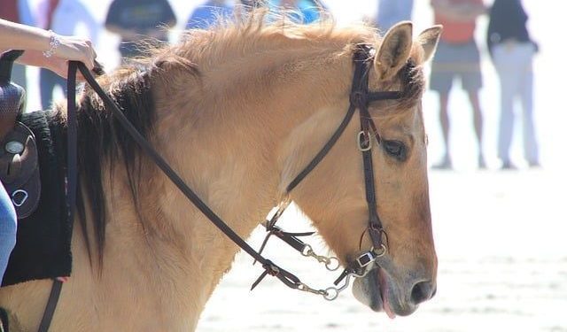 Comment décontracter la bouche de son cheval ?
