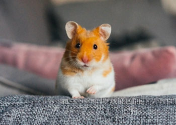 Où Peut-on adopter un hamster ?