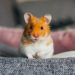 Où Peut-on adopter un hamster ?