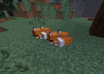 Comment apprivoiser un renard blanc Minecraft ?