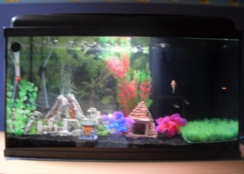 Est-ce que je peux mettre de l'eau déminéralisée dans mon aquarium ?