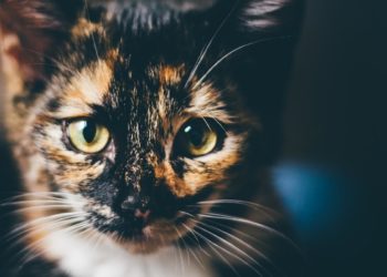 Quel est le caractère du chat écaille de tortue ?