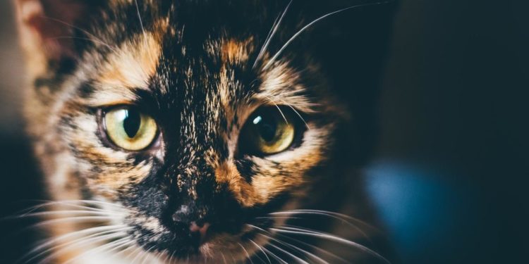 Quel est le caractère du chat écaille de tortue ?