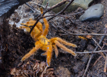 Comment avoir une mygale chez soi ?